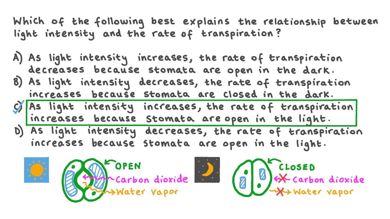 Explaining the Relationship between Light Intensity and the Rate of Transpiration
