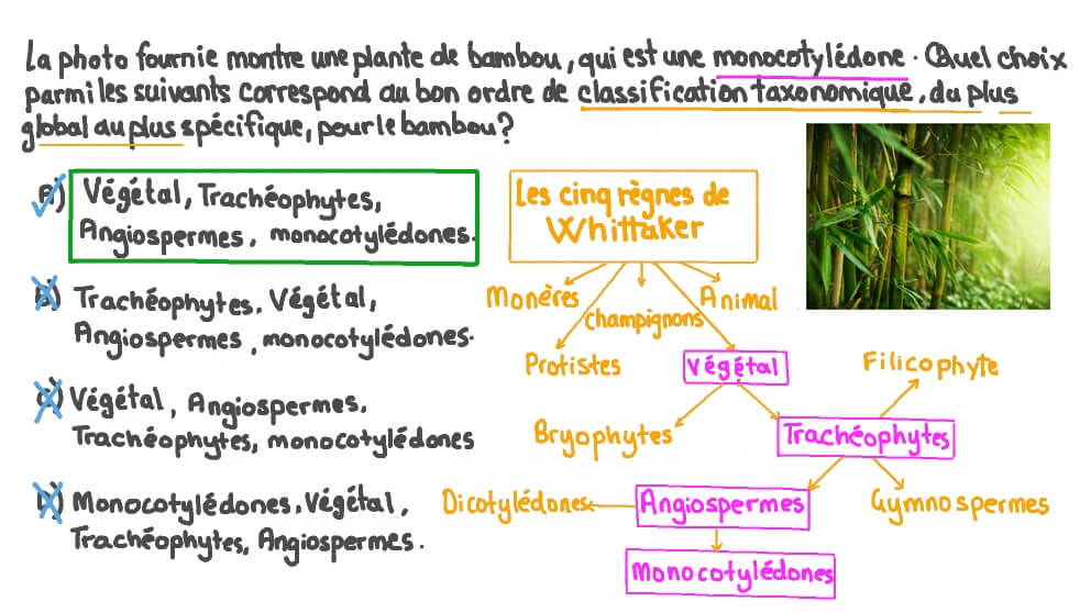 Appliquer la hiérarchie taxonomique pour classifier un organisme donné