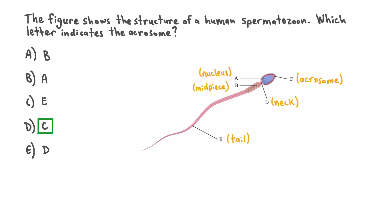 Identifying the Acrosome on a Spermatozoon