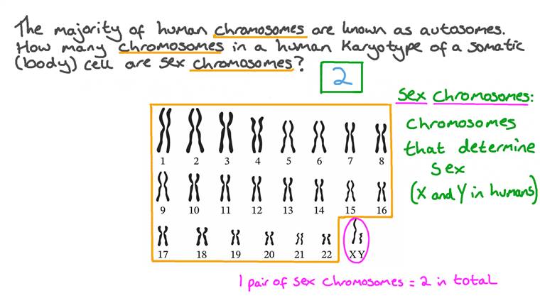 What Is Autosomes In Human Body