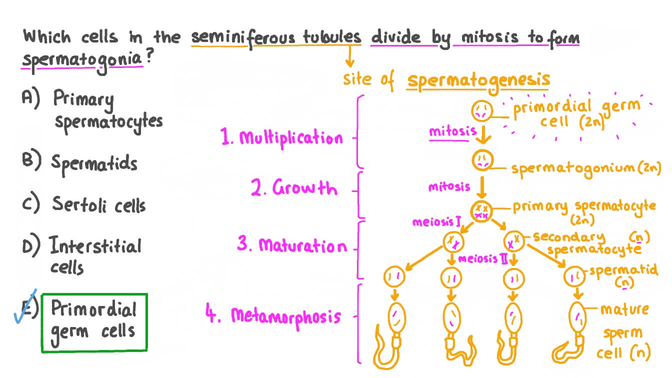 Recalling the Cells That Divide to Form Spermatogonia