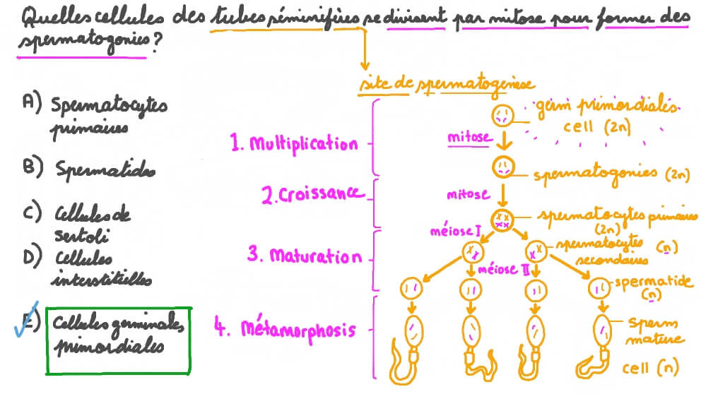 Rappeler les cellules qui se divisent pour former les spermatogonies