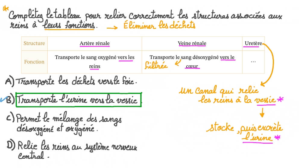 Relier les différentes structures des reins à leurs fonctions