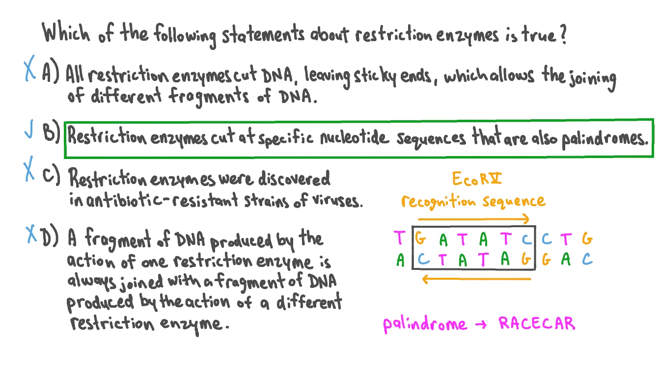 Using Restriction Enzymes