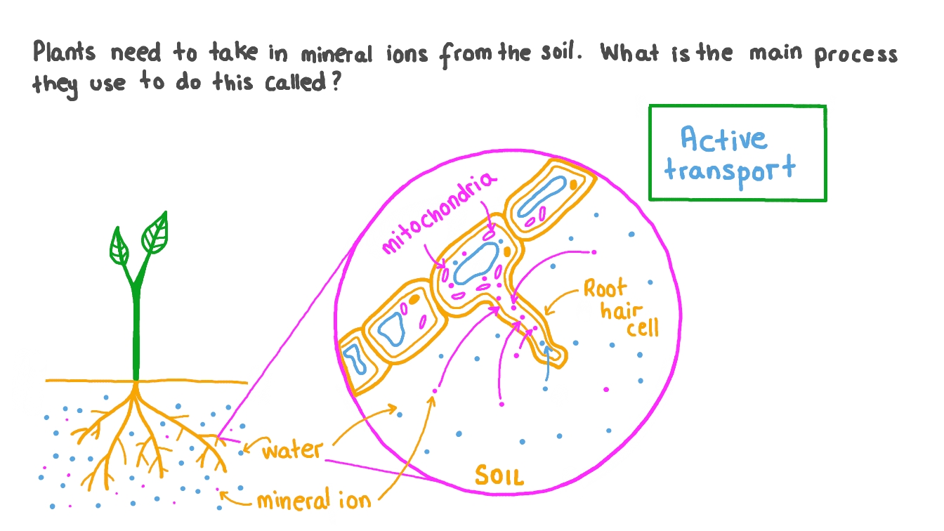 Question Video Stating The Process By Which Root Hair Cells Take In 