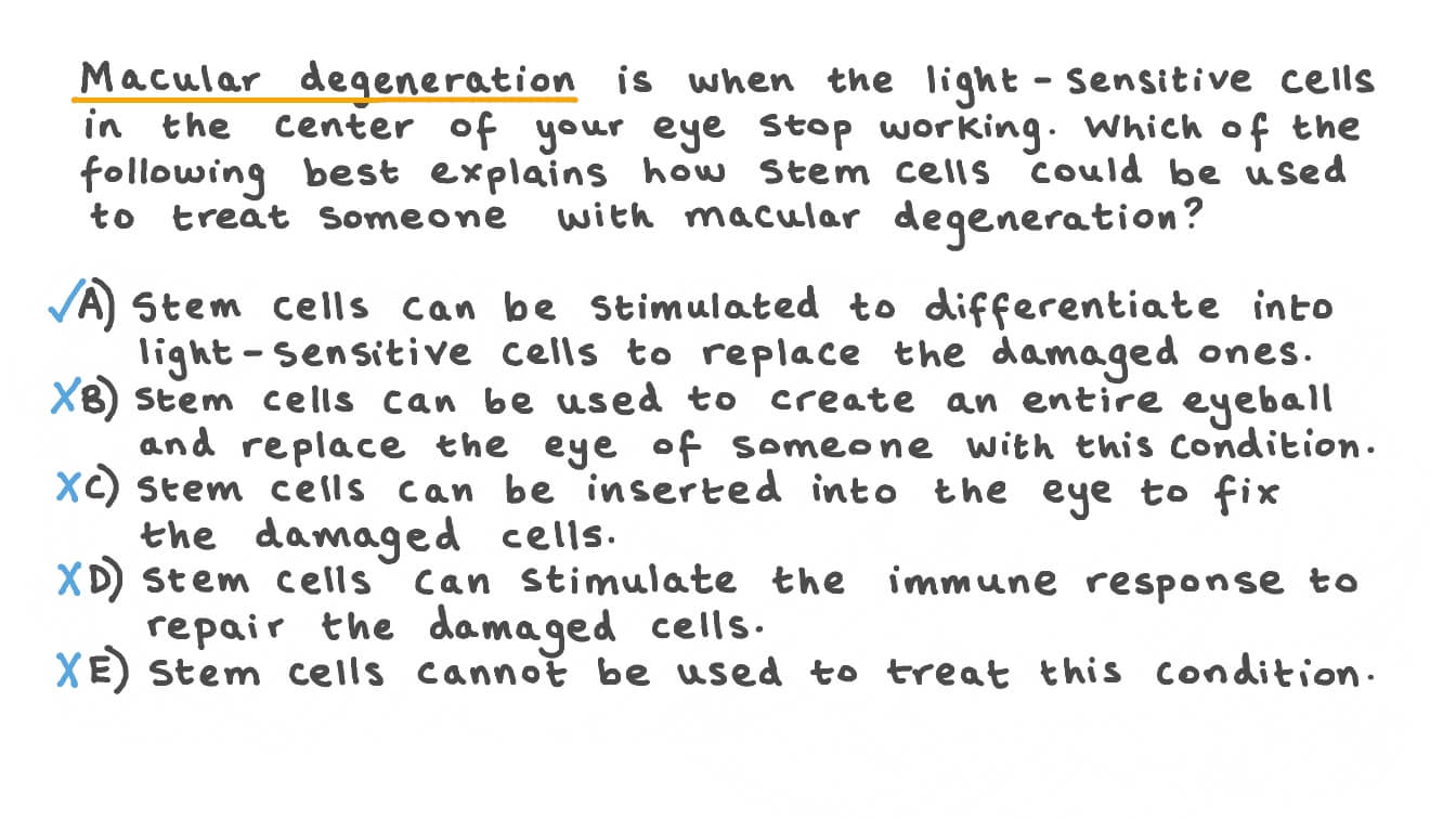 Describing the Uses of Stem Cells