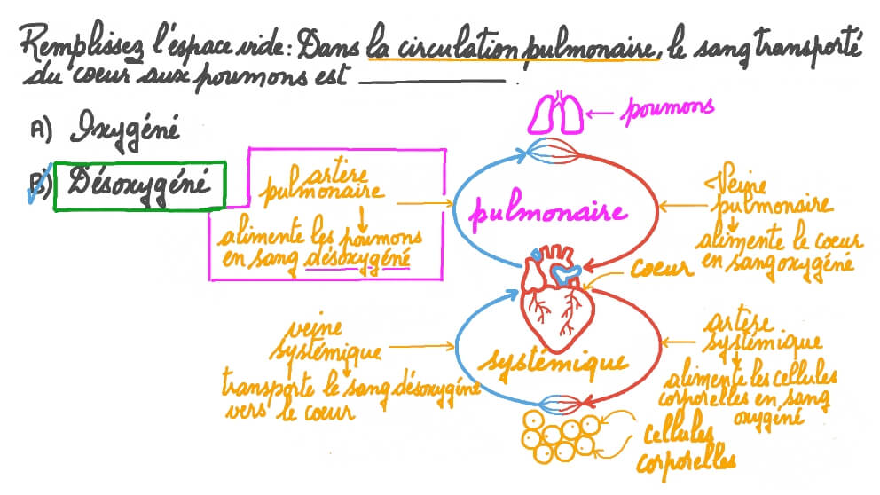 Se rappeler que le sang transporté du cœur aux poumons est désoxygéné
