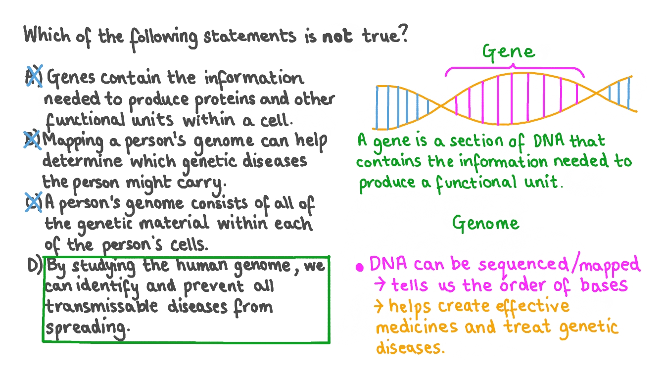 Determining the Correct Statements Concerning Genes and the Human Genome