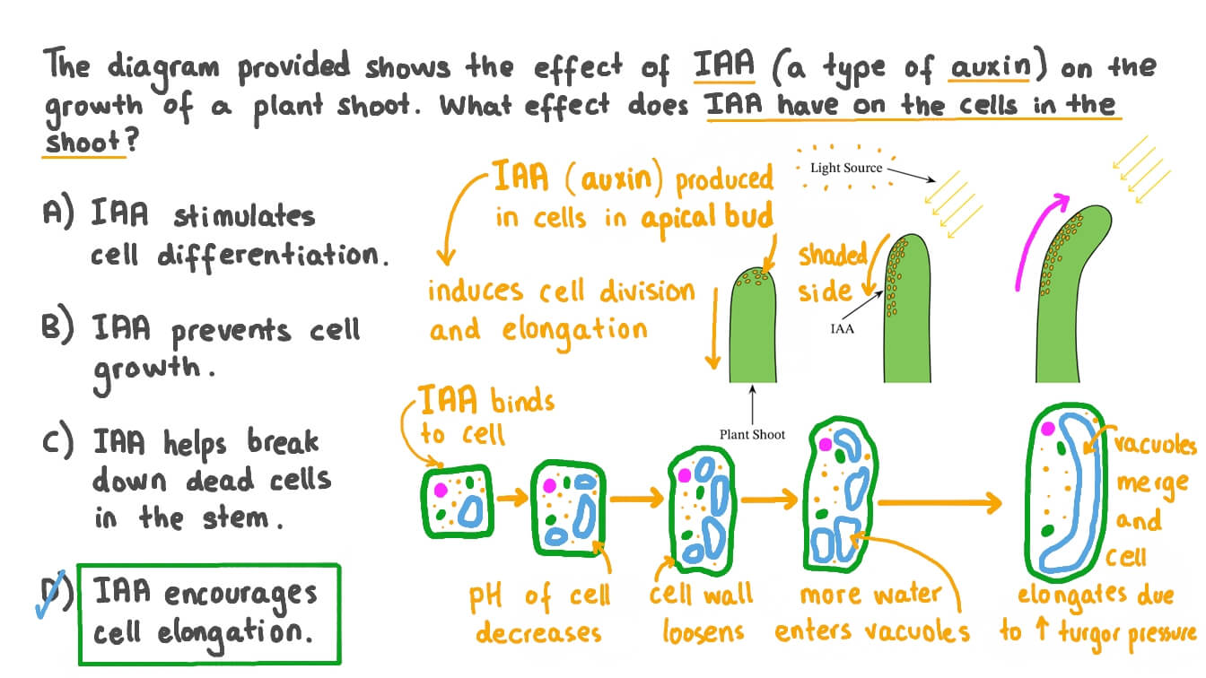 Describing the Effect of Iaa on Cells in a Plant Shoot