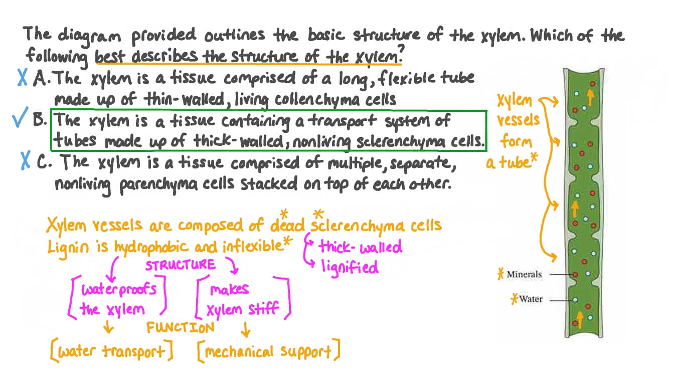 Function Of Xylem Vessels In Plants Infoupdate