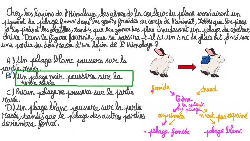 Comprendre les effets environnementaux sur la croissance du pelage et la couleur des lapins de l’Himalaya