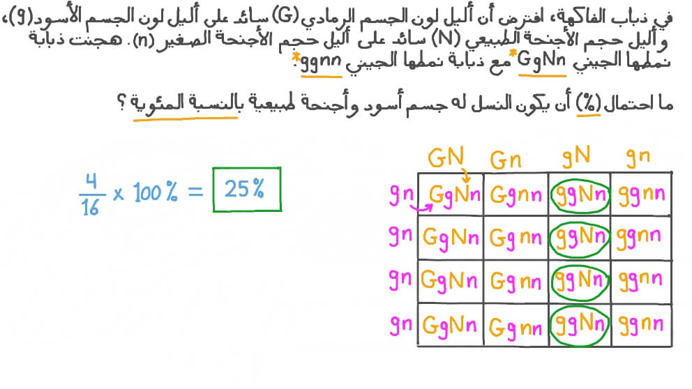 حساب احتمال الحصول على نمط ظاهري معين من تزاوج ثنائي الهجين بالنسبة المئوية