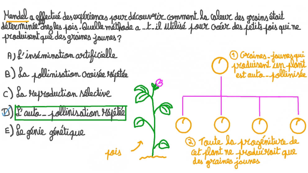 Décrire pourquoi les plants de pois de Mendel n’ont produit que des graines jaunes