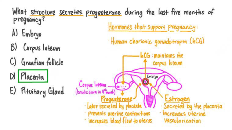 Recalling the Structure That Secretes Progesterone during the Final Part of Pregnancy