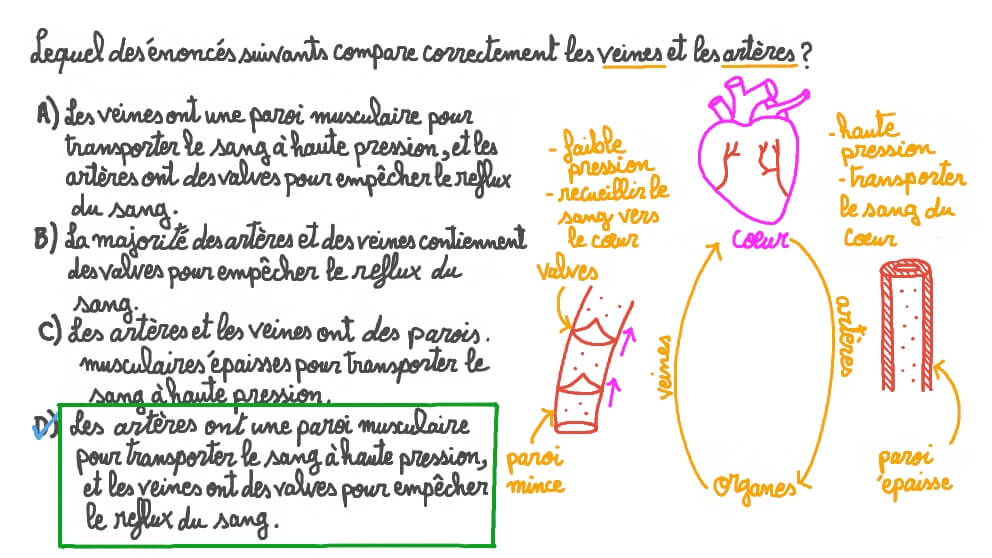 Comparer et opposer les veines et les artères
