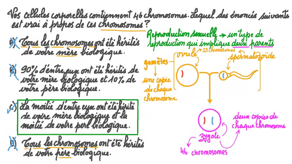 Rappeler comment les chromosomes sont hérités des parents biologiques