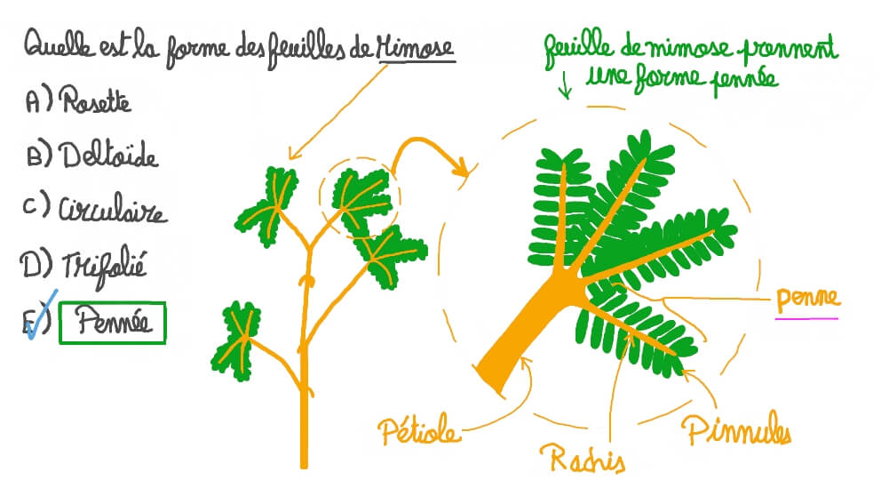 Décrire la structure d’une feuille de mimosa