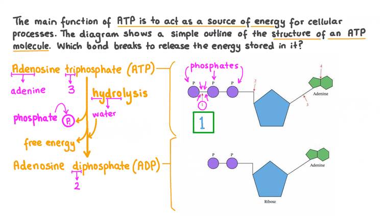 Lesson Energy And ATP Nagwa