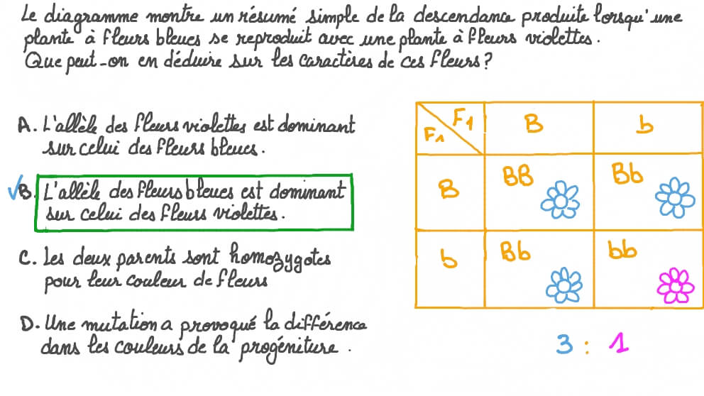 Identifier l’allèle dominant à partir d’un éventail de phénotypes