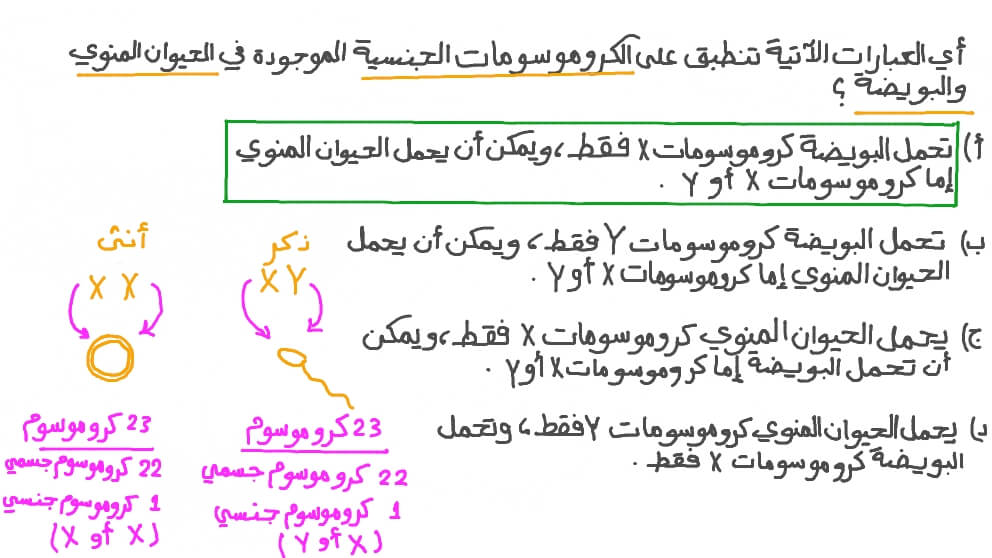 تذكر الكروموسومات الجنسية الموجودة في الحيوان المنوي والبويضة