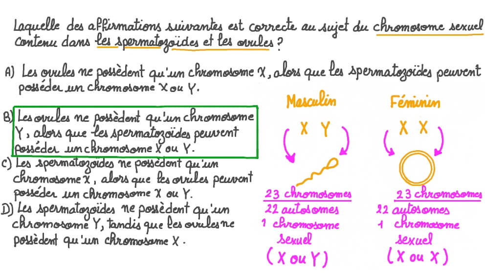 Rappeler les chromosomes sexuels contenus dans les spermatozoïdes et les ovules