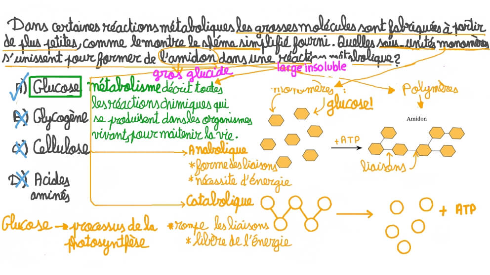Rappel des sous-unités monomères qui s'assemblent pour former l'amidon dans une réaction métabolique