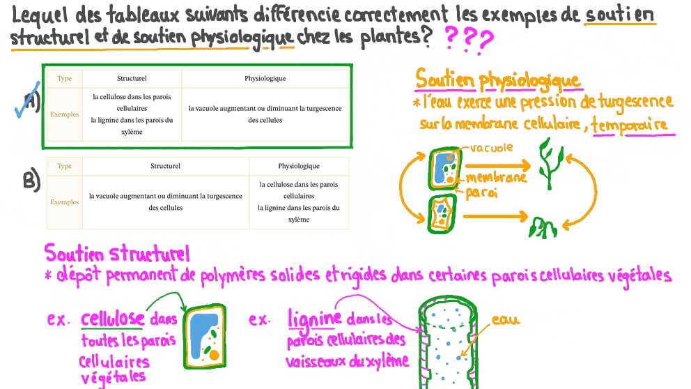 Comparer le soutien structurel et physiologique chez les Plantes