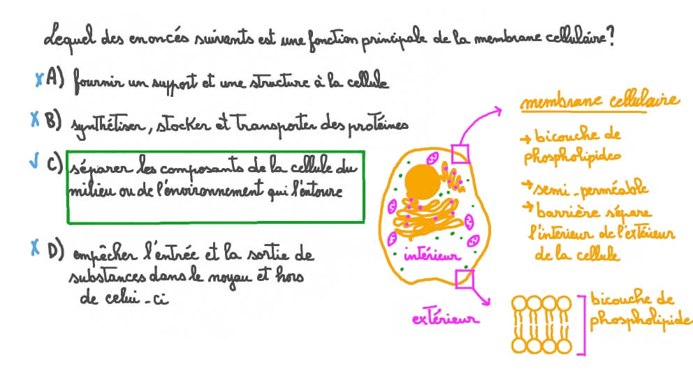 Rappeler la fonction principale de la membrane cellulaire
