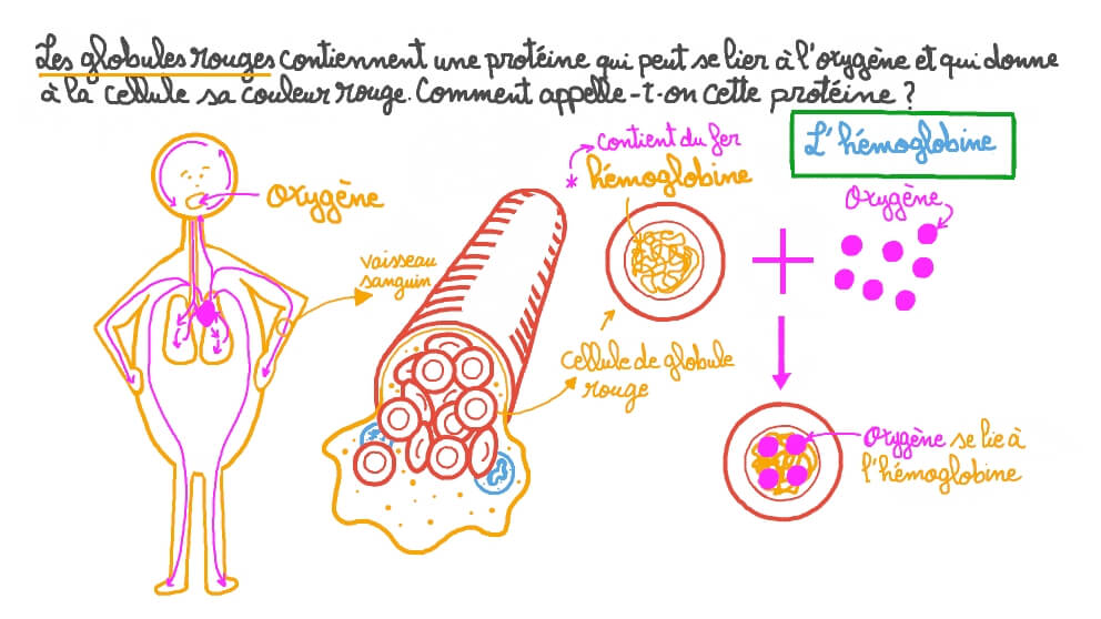 Identification de l’hémoglobine comme protéine de liaison à l’oxygène des globules rouges