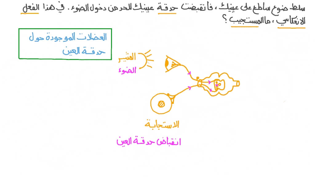 تحديد المستجيب في القوس الانعكاسي