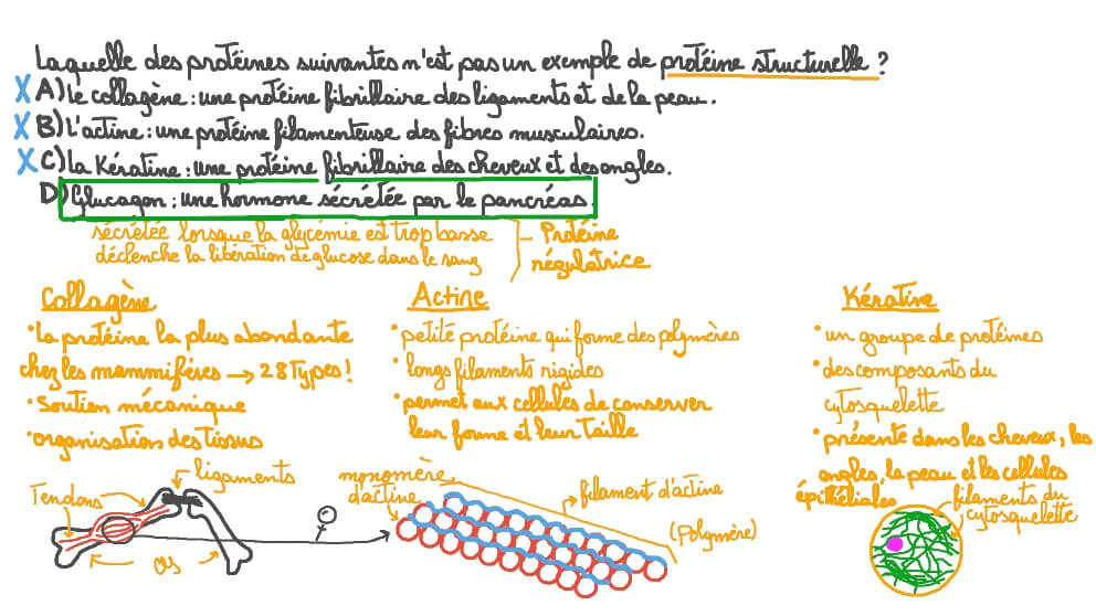 Reconnaître des exemples de protéines structurelles