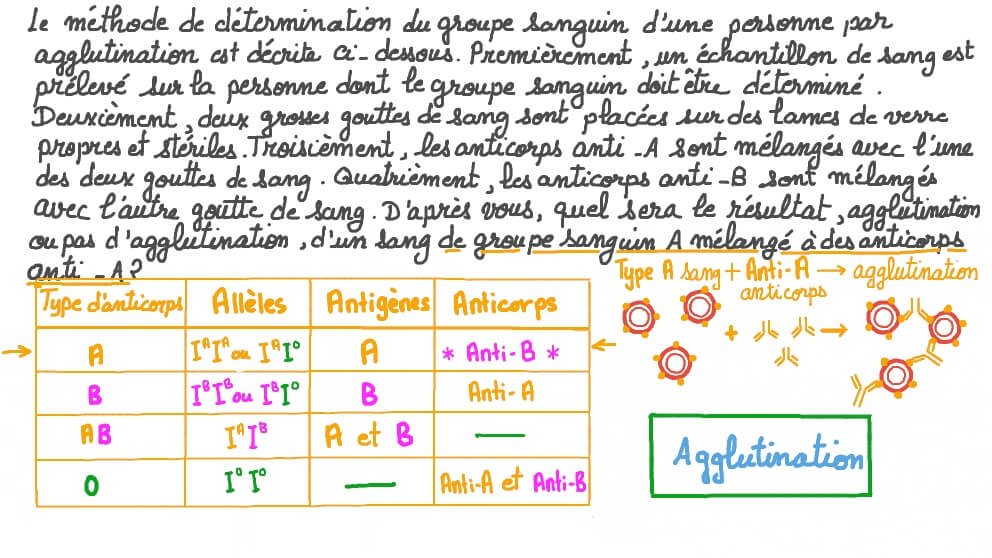 Prédire les résultats d’un test d’agglutination avec du sang de groupe sanguin A et des anticorps anti-A