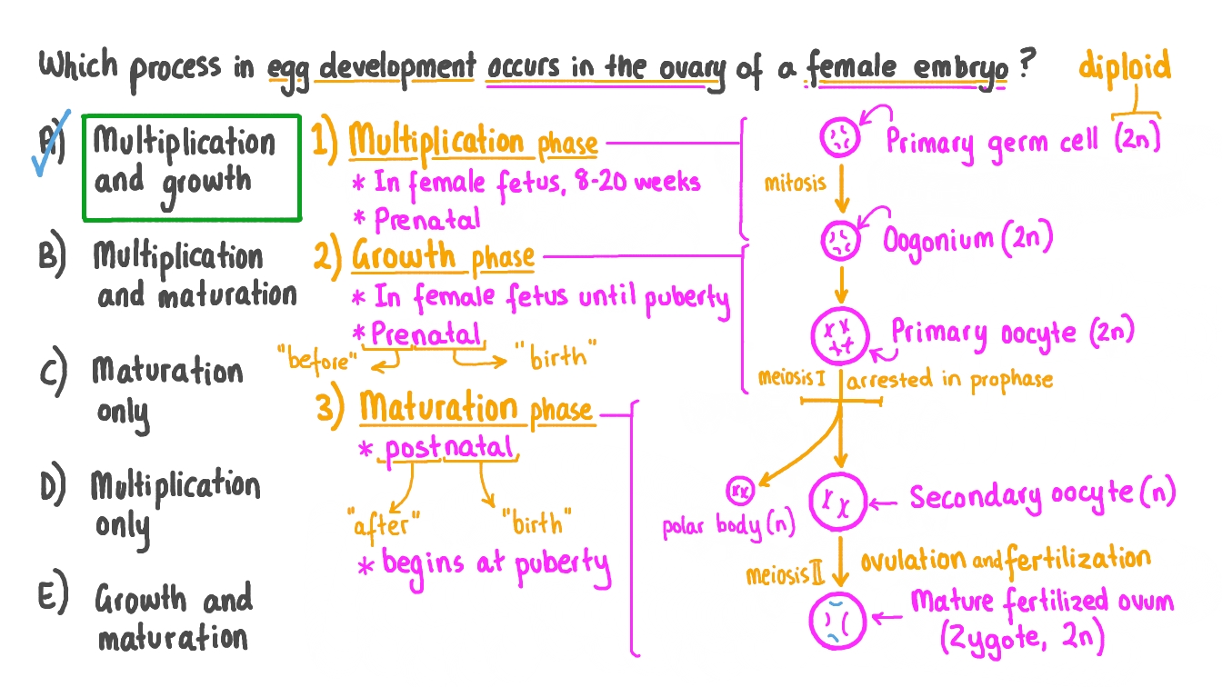 Recalling the Stage of Egg Cell Development That Occurs in the Ovary of a Female Embryo