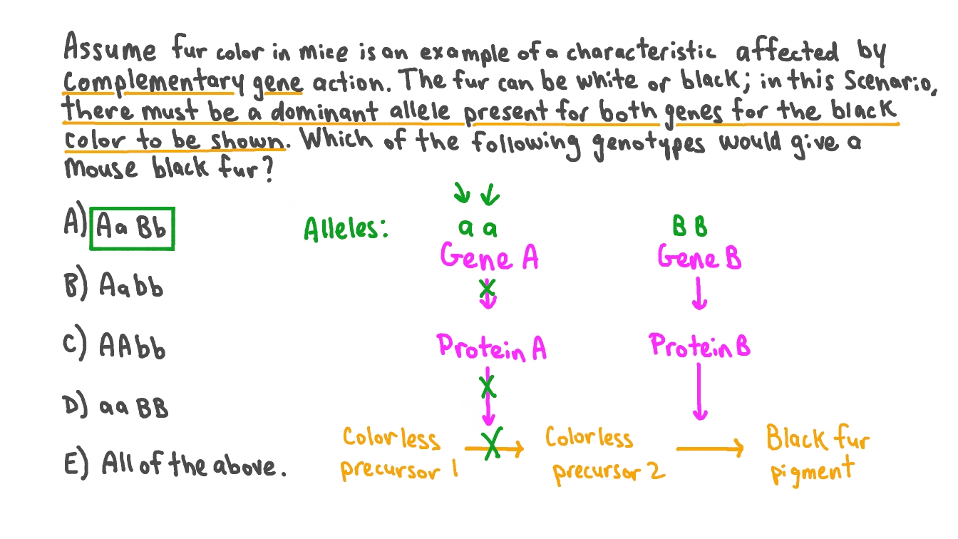 Determining the Combination of Genotypes that Give a Dominant Phenotype in Complementary Gene Action