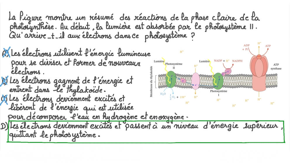 Expliquer ce qui arrive aux électrons dans le photosystème II