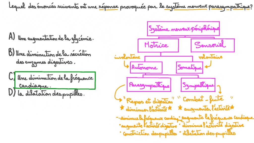 Identifier les réponses du système nerveux parasympathique