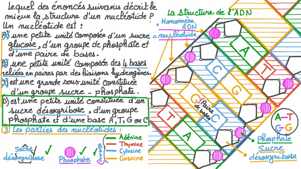 Déterminer comment se forme une protéine