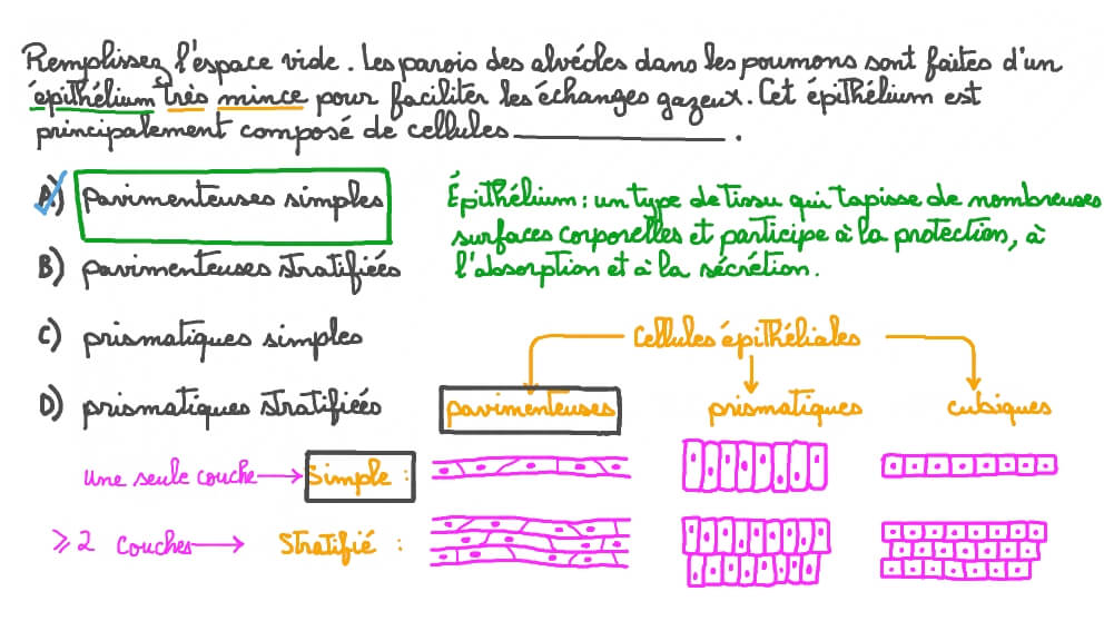Description des principales cellules qui tapissent les alvéoles