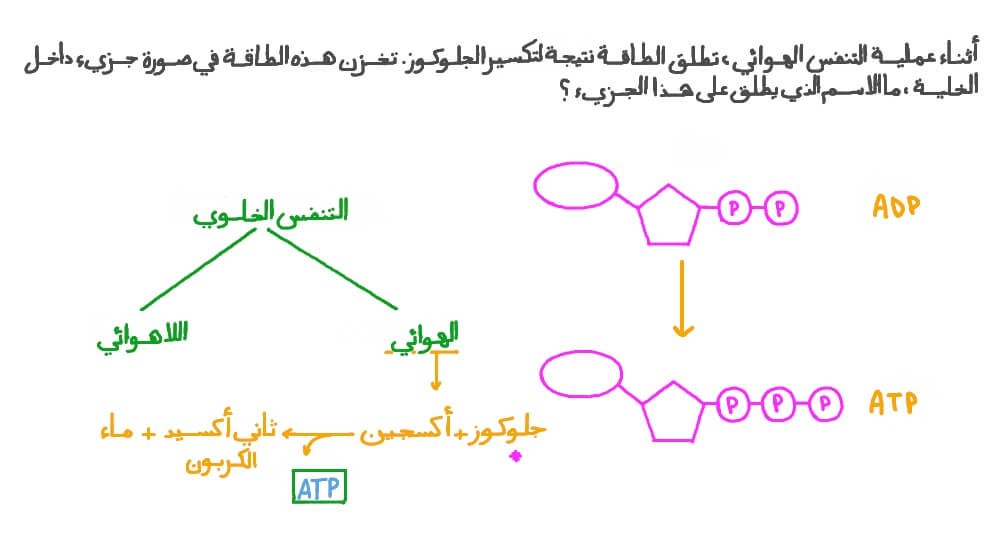 تحديد جزيء تخزين الطاقة في الخلية
