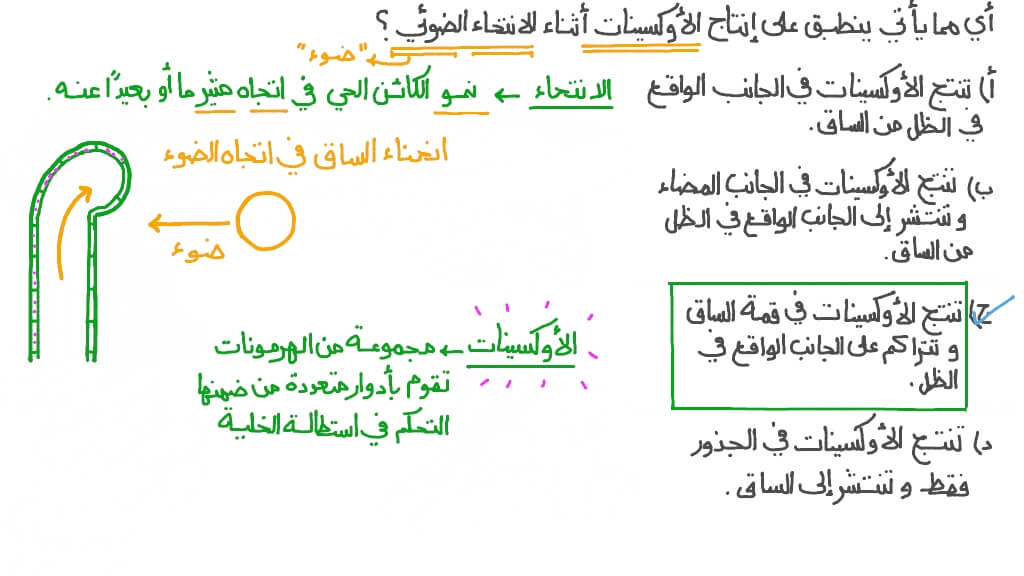 تذكر مكان إنتاج الأوكسينات أثناء الانتحاء الضوئي