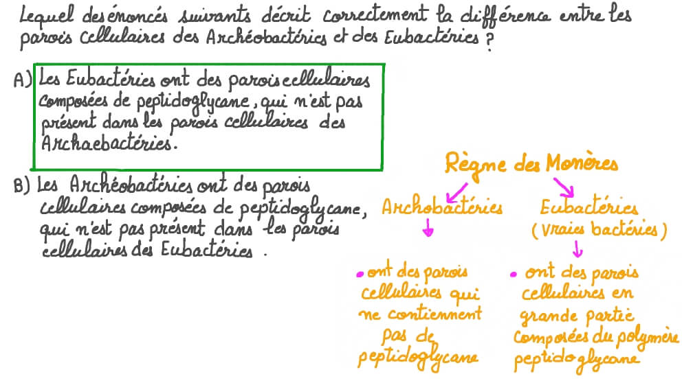 Décrire la différence dans les composants cellulaires des archéobactéries et des eubactéries