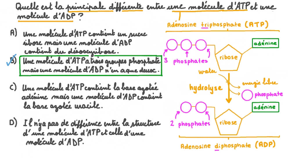 Comparer la structure d’une molécule d’ADP et d’ATP