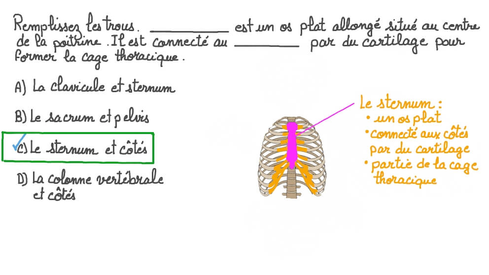 Décrire la localisation et la fonction du sternum