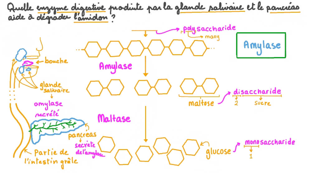 Question Video Déterminer l’enzyme salivaire qui dégrade l’amidon Nagwa