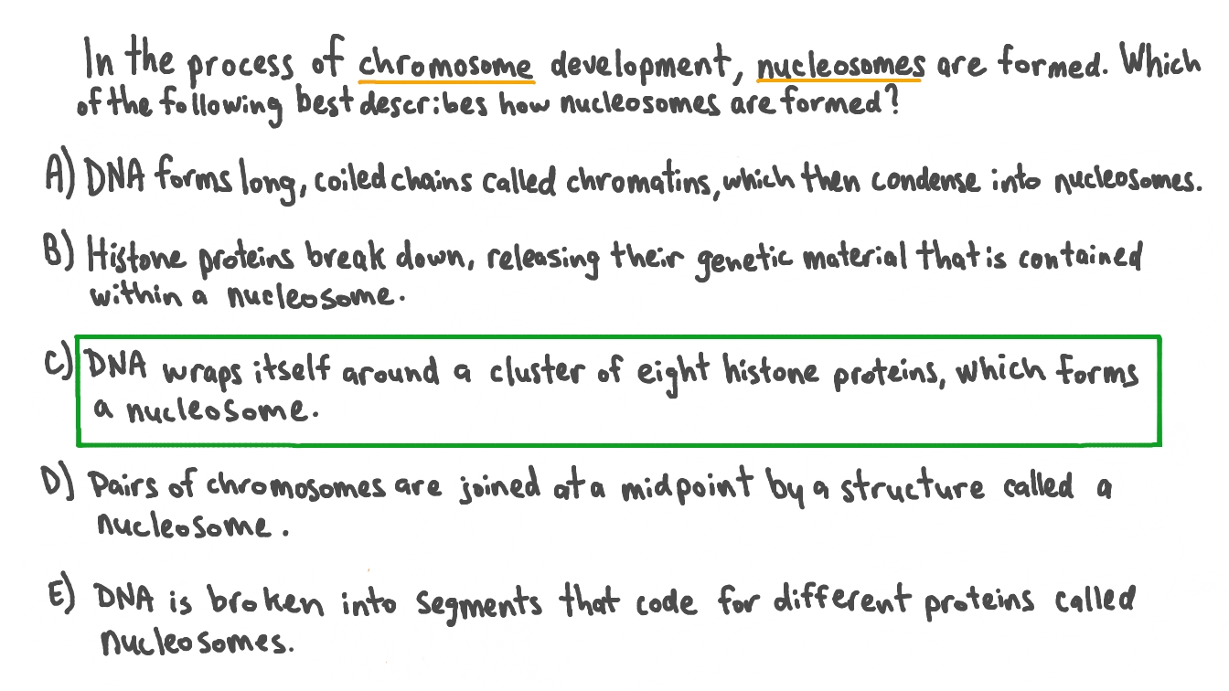 Question Video: Describing How Nucleosomes Are Formed | Nagwa