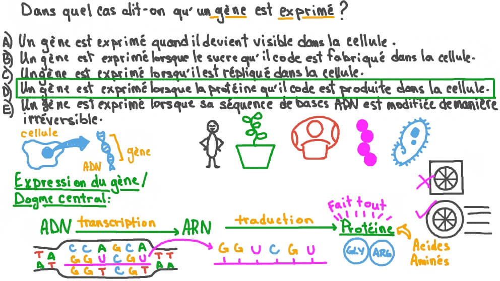 Trouver l’énoncé qui décrit l’expression génique