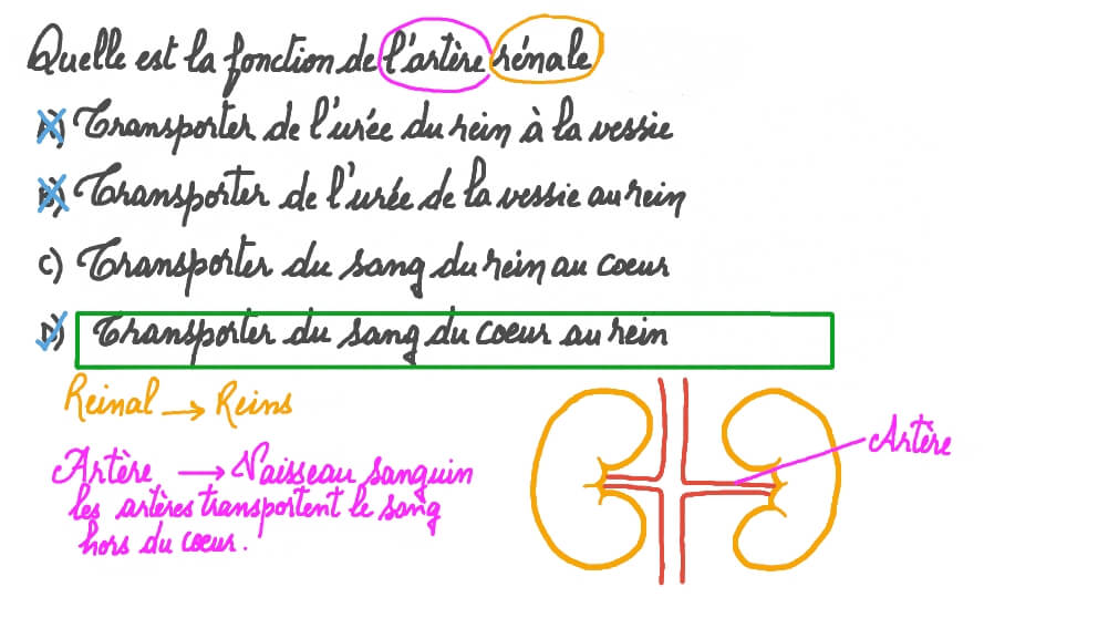 Question Video Décrire la fonction de l’artère rénale Nagwa