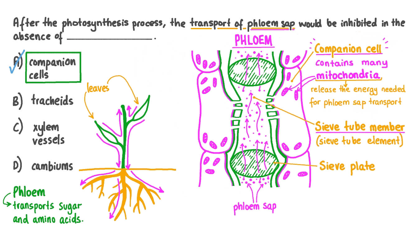 Question Video Identifying An Essential Structure For The Transport Of 