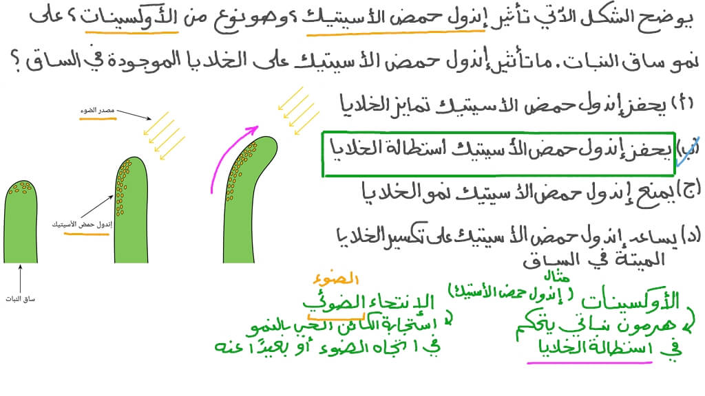 وصف تأثير إندول حمض الأسيتيك على خلايا ساق النبات