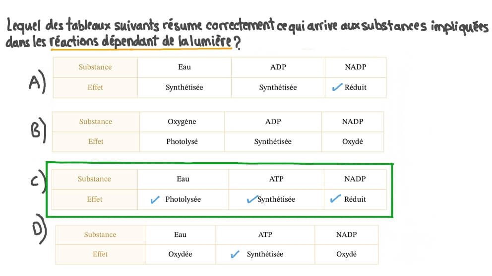 Résumer ce qui arrive aux différents réactifs et produits des réactions dépendant de la lumière
